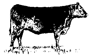 Field Cow