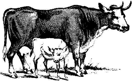 Yet another cow!
