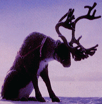 Reindeer!