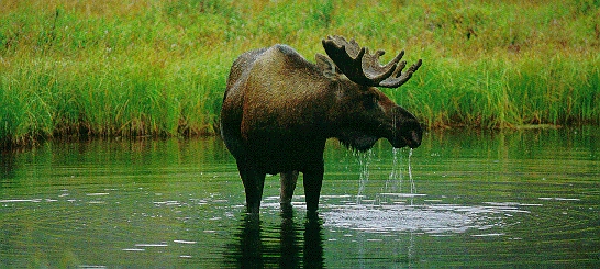 Moose!