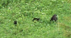 Bears