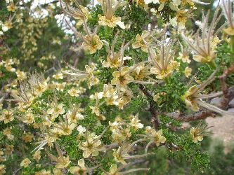Close up of some plant