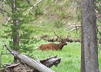Bull Elk