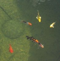 Close up of fish